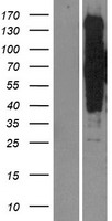 ls023387 sik3 human over expression lysates nm 025164 wb testing 1