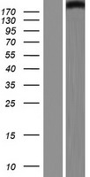 ls023389 med13l human over expression lysates nm 015335 wb testing 1