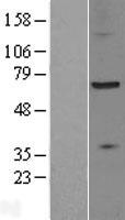 ls023390 zdhhc17 human over expression lysates nm 015336 wb testing 1