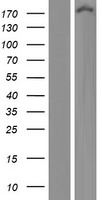 ls023392 ecm29 kiaa0368 human over expression lysates nm 001080398 wb testing 1