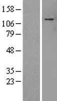 ls023394 adnp human over expression lysates nm 181442 wb testing 2