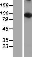 ls023395 lars2 human over expression lysates nm 015340 wb testing 1