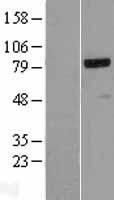 ls023397 brrn1 ncaph human over expression lysates nm 015341 wb testing 1