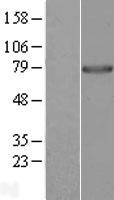ls023398 ppwd1 human over expression lysates nm 015342 wb testing 1