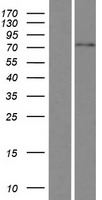 FBXO46 Human Over-expression Lysates NM_001080469