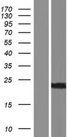 Frequenin (NCS1) Human Over-expression Lysates NM_001128826