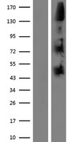 ls023420 nomo1 human over expression lysates nm 014287 wb testing 1
