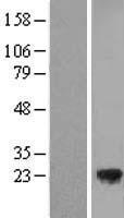 TMED3 Human Over-expression Lysates NM_007364