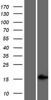ls023434 gr6 linc01565 human over expression lysates nm 007354 wb testing 1