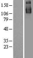 SF3B3 Human Over-expression Lysates NM_012426