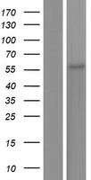 ANGPTL2 Human Over-expression Lysates NM_012098