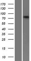ls023456 abcb10 human over expression lysates nm 012089 wb testing 1