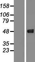 ls023464 gcat human over expression lysates nm 014291 wb testing 1
