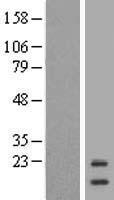 ISCU Human Over-expression Lysates NM_213595