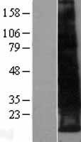 ls023484 leprotl1 human over expression lysates nm 015344 wb testing 1