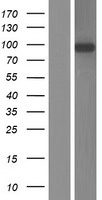 ls023507 lrrc8b human over expression lysates nm 015350 wb testing 1