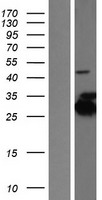 ls023510 kctd2 human over expression lysates nm 015353 wb testing 1