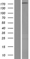 ls023511 nup188 human over expression lysates nm 015354 wb testing 1