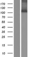 KIAA0146 (SPIDR) Human Over-expression Lysates NM_001080394