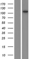 MTREX Human Over-expression Lysates NM_015360