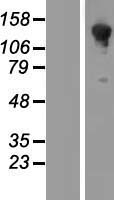 ls023526 ha1 arhgap45 human over expression lysates nm 012292 wb testing 1