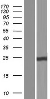 NNT1 (CLCF1) Human Over-expression Lysates NM_001166212