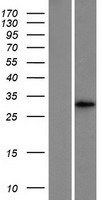 ls023531 mmd human over expression lysates nm 012329 wb testing 1