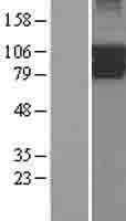 ls023533 pik3r5 human over expression lysates nm 014308 wb testing 2