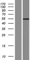 SLC16A8 Human Over-expression Lysates NM_013356