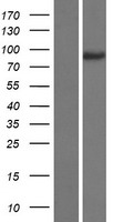 JIP2 (MAPK8IP2) Human Over-expression Lysates NM_016431