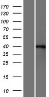 ls023543 rbfox2 human over expression lysates nm 014309 wb testing 2