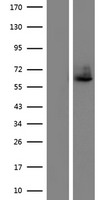 LILRA4 Human Over-expression Lysates NM_012276
