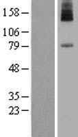 ls023556 pign human over expression lysates nm 012327 wb testing 2