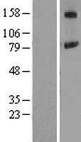 ls023556 pign human over expression lysates nm 176787 wb testing 1
