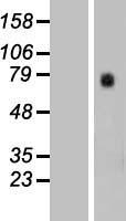 ls023560 gtpbp4 human over expression lysates nm 012341 wb testing 1