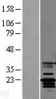 ls023562 claudin 14 cldn14 human over expression lysates nm 012130 wb testing 3