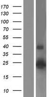 ls023562 claudin 14 cldn14 human over expression lysates nm 144492 wb testing 2