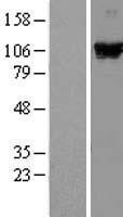 ls023586 ddx58 human over expression lysates nm 014314 wb testing 1
