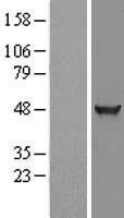 ls023588 klhdc2 human over expression lysates nm 014315 wb testing 1