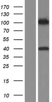 MAN1 (LEMD3) Human Over-expression Lysates NM_001167614