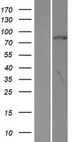 ORC3L (ORC3) Human Over-expression Lysates NM_012381