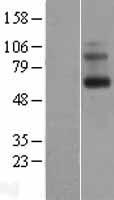ls023596 encephalopsin opn3 human over expression lysates nm 014322 wb testing 1