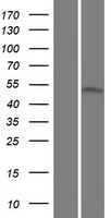 Acyl CoA Thioesterase 9 (ACOT9) Human Over-expression Lysates NM_001037171