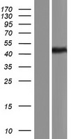 ls023621 bace1 human over expression lysates nm 138973 wb testing 4