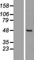 RUSC1 Human Over-expression Lysates NM_014328
