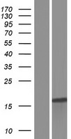 FAM89B Human Over-expression Lysates NM_001098784