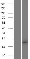 FAM89B Human Over-expression Lysates NM_001098785