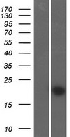 FAM89B Human Over-expression Lysates NM_152832
