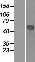 ls023636 nup62 human over expression lysates nm 016553 wb testing 1