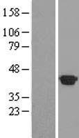 HSPBP1 Human Over-expression Lysates NM_012267